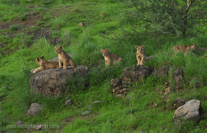 Gir National Park