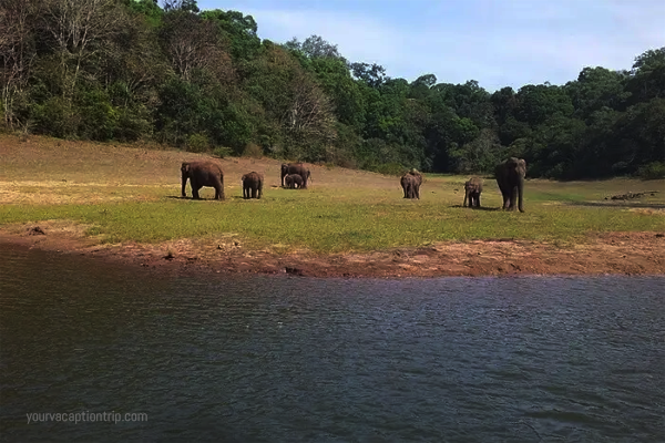 Periyar National Park, Kerala