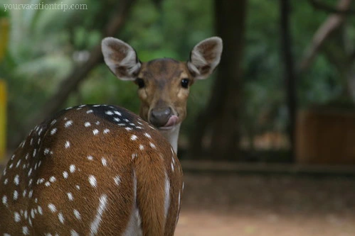 Guindy National Park : Must visit Places In Chennai