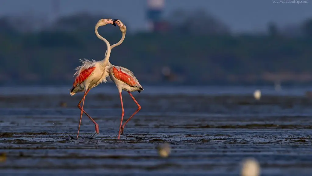 Sultanpur Bird Sanctuary, Haryana