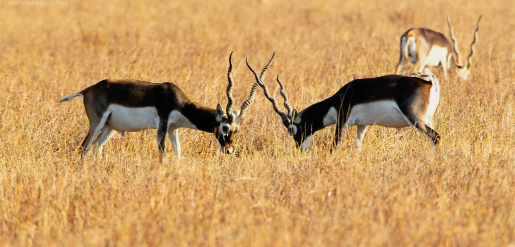 Blackbuck National Park, Bhavnagar