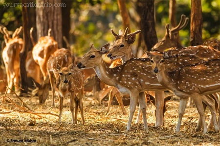  Satmaliya Deer Park, Gujarat