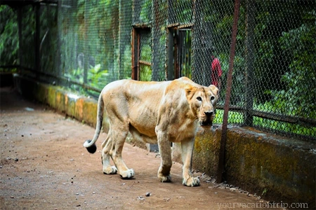 Silvasa Vasona Lion Safari, Gujarat