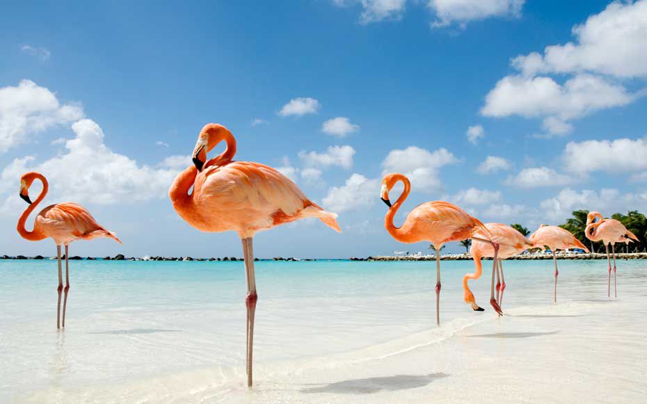 Flamingo Beach : Beaches In Aruba