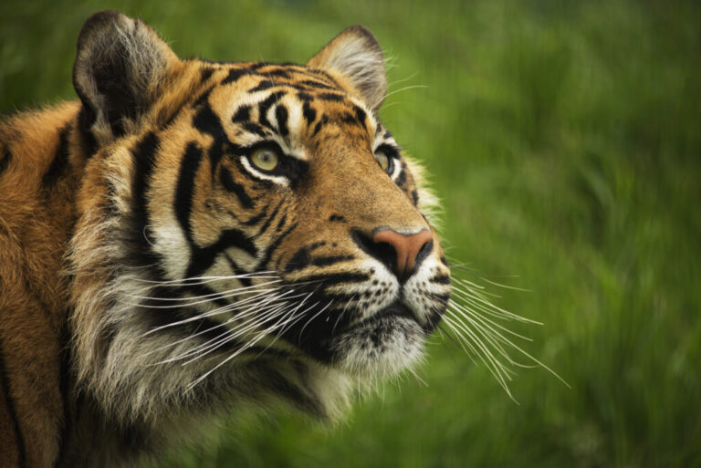 sunda-tiger