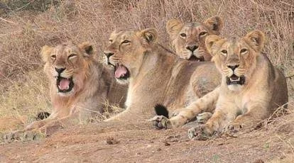 Ambardi Safari Park