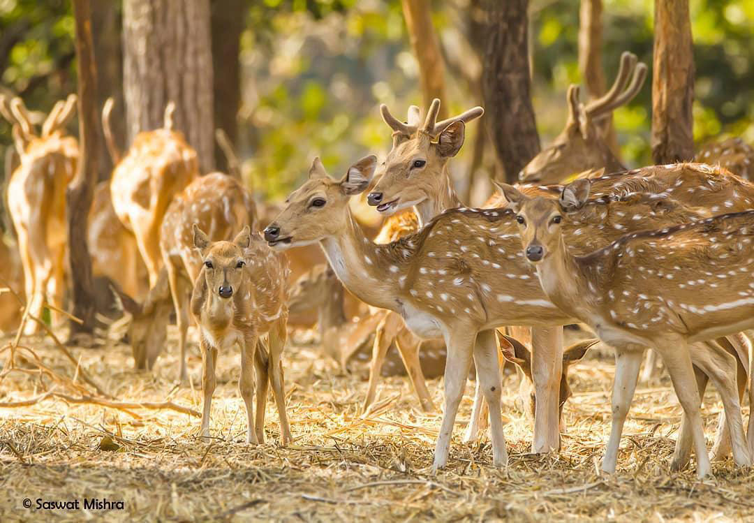 satmaliya-national-parks